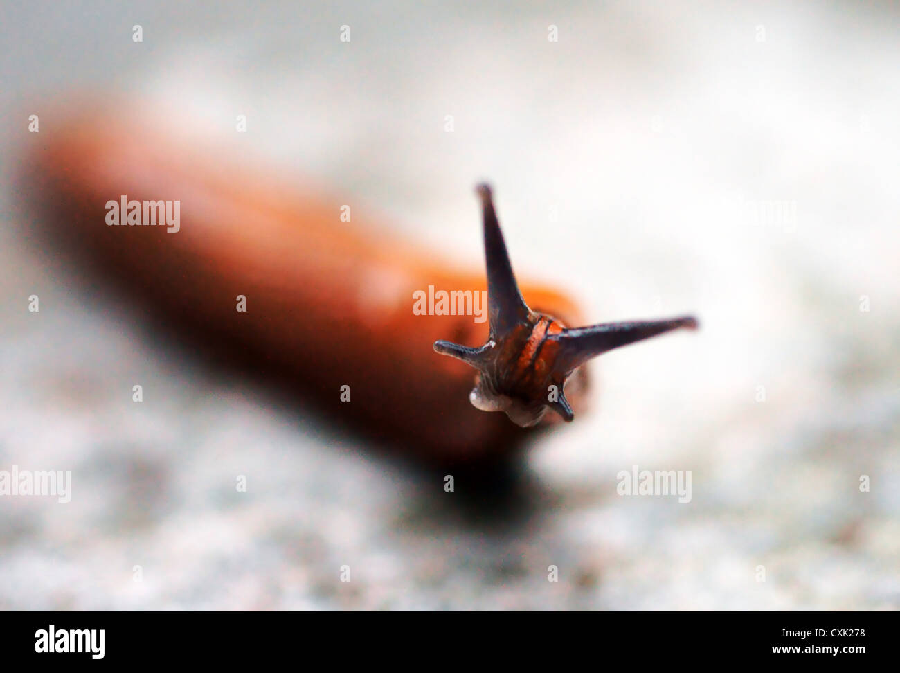 Die Schnecke Stockfoto