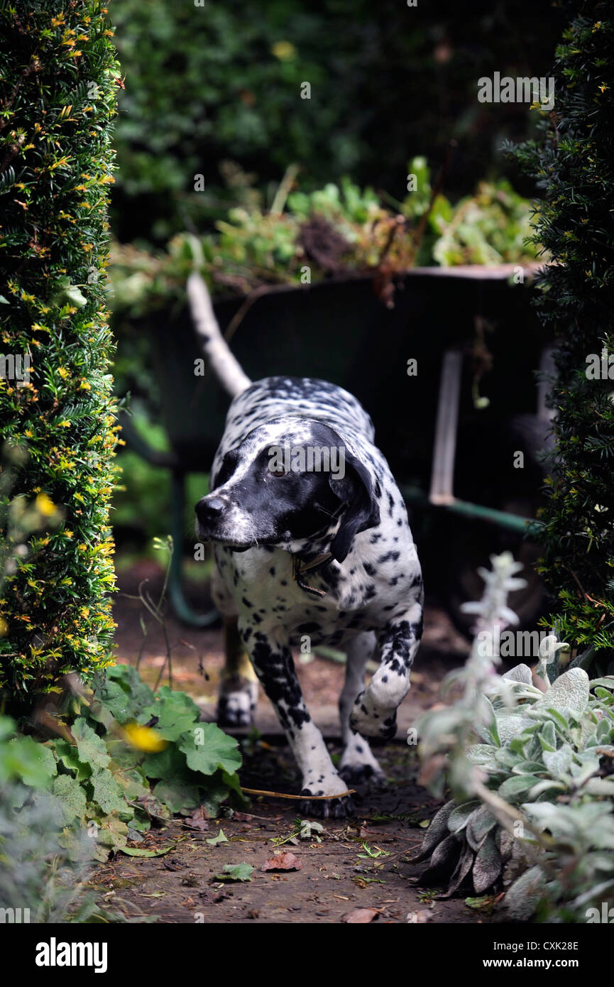 Ein Hund der dalmatinischen in einem Garten UK Stockfoto