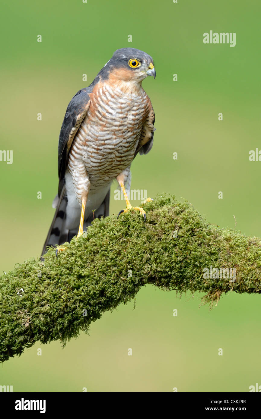 Sperber (Accipiter Nisus) in freier Wildbahn Stockfoto