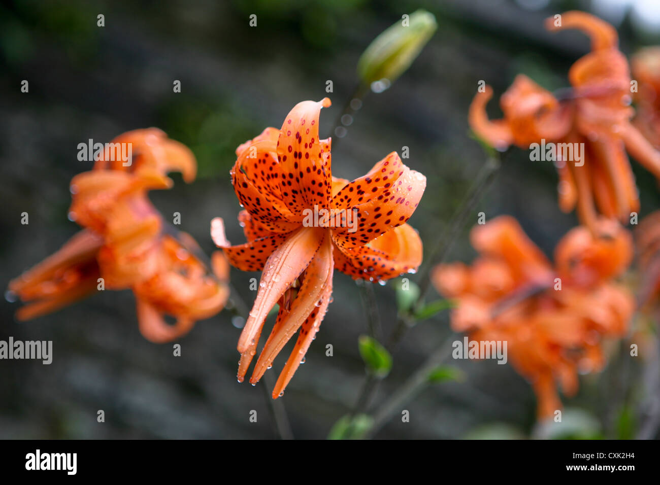 Orange gefleckte Doppel Tiger Lily, Lilium Lancifolium (Tigrinum) 'Flore Pleno' Stockfoto