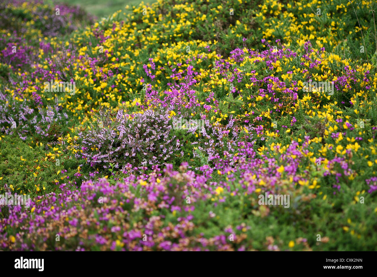 Blühende Heidekraut (Calluna vulgaris) und Gelbgorse (Ulex europaeus) wachsen zusammen auf offenem Moor, Dartmoor Stockfoto