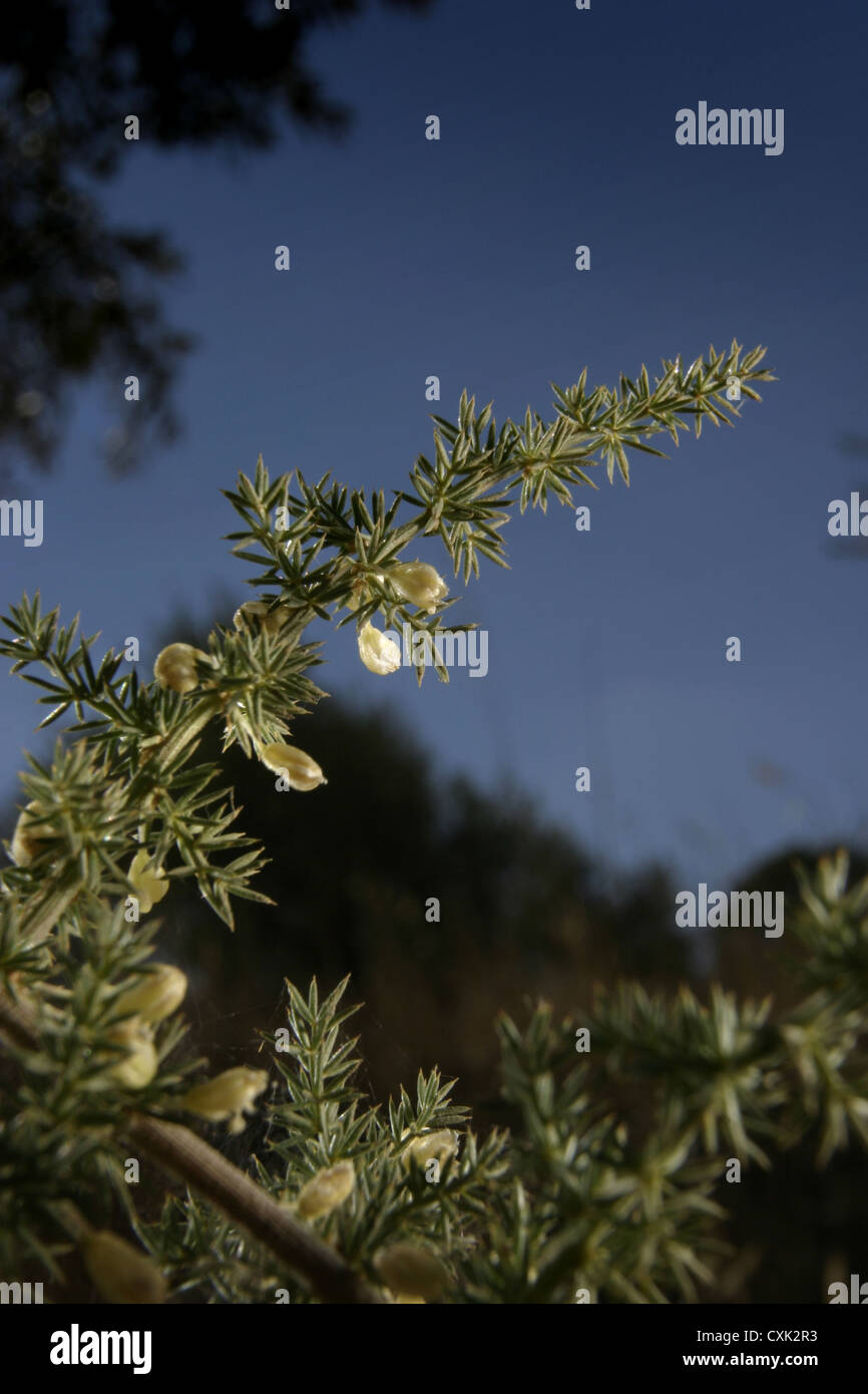 Bild: Steve Race - Wildspargel (Spargel Sativus) in Blüte, Katalonien, Spanien. Stockfoto