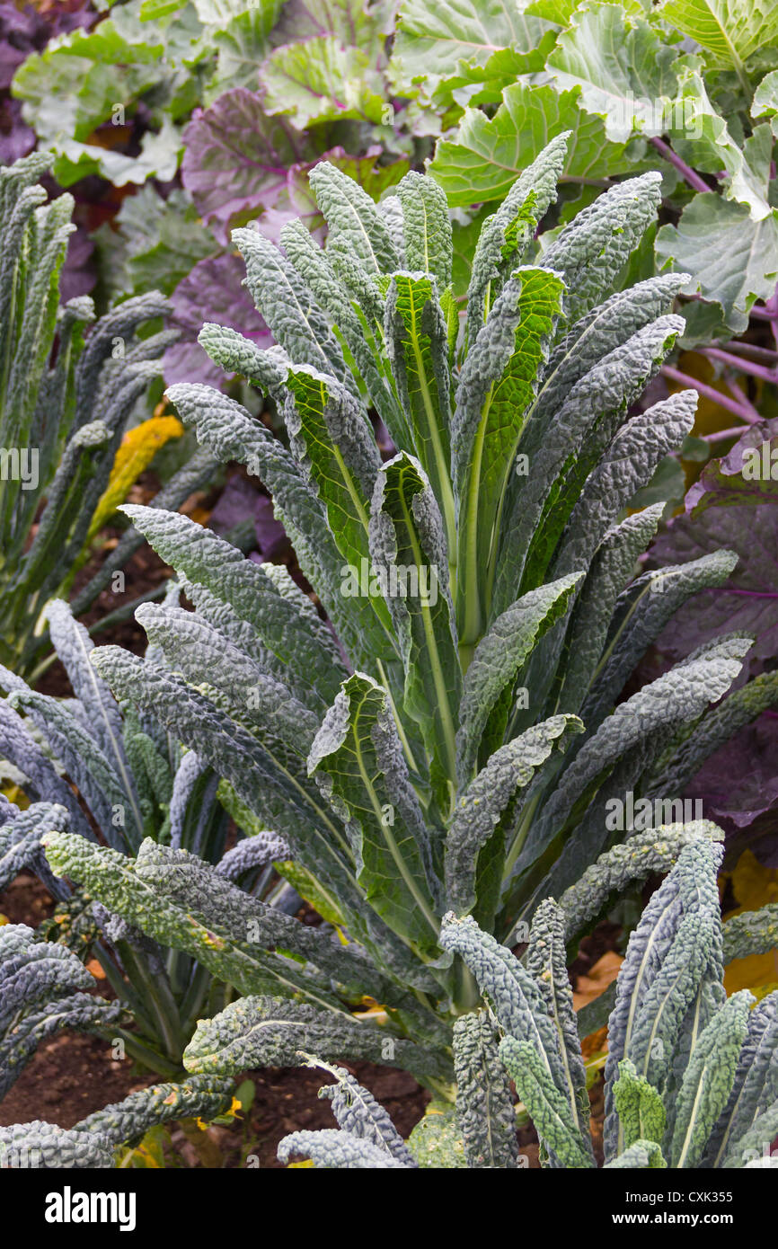 Cavalo Nero Kale Stockfoto