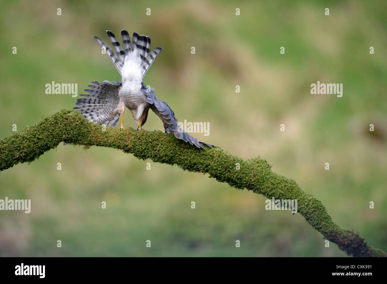 Sperber (Accipiter Nisus) in freier Wildbahn Stockfoto