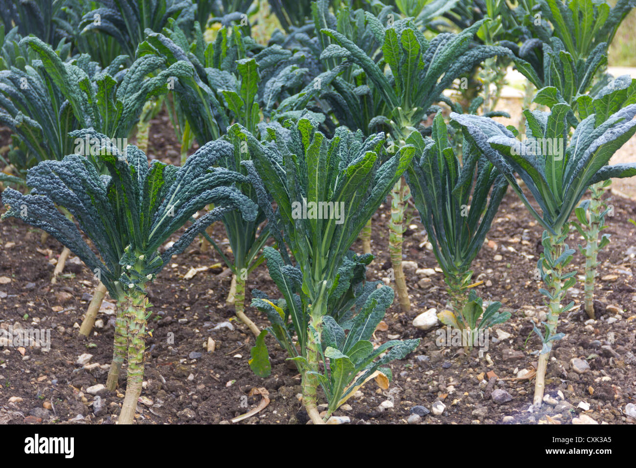 Cavalo Nero Kale Pflanzen Stockfoto