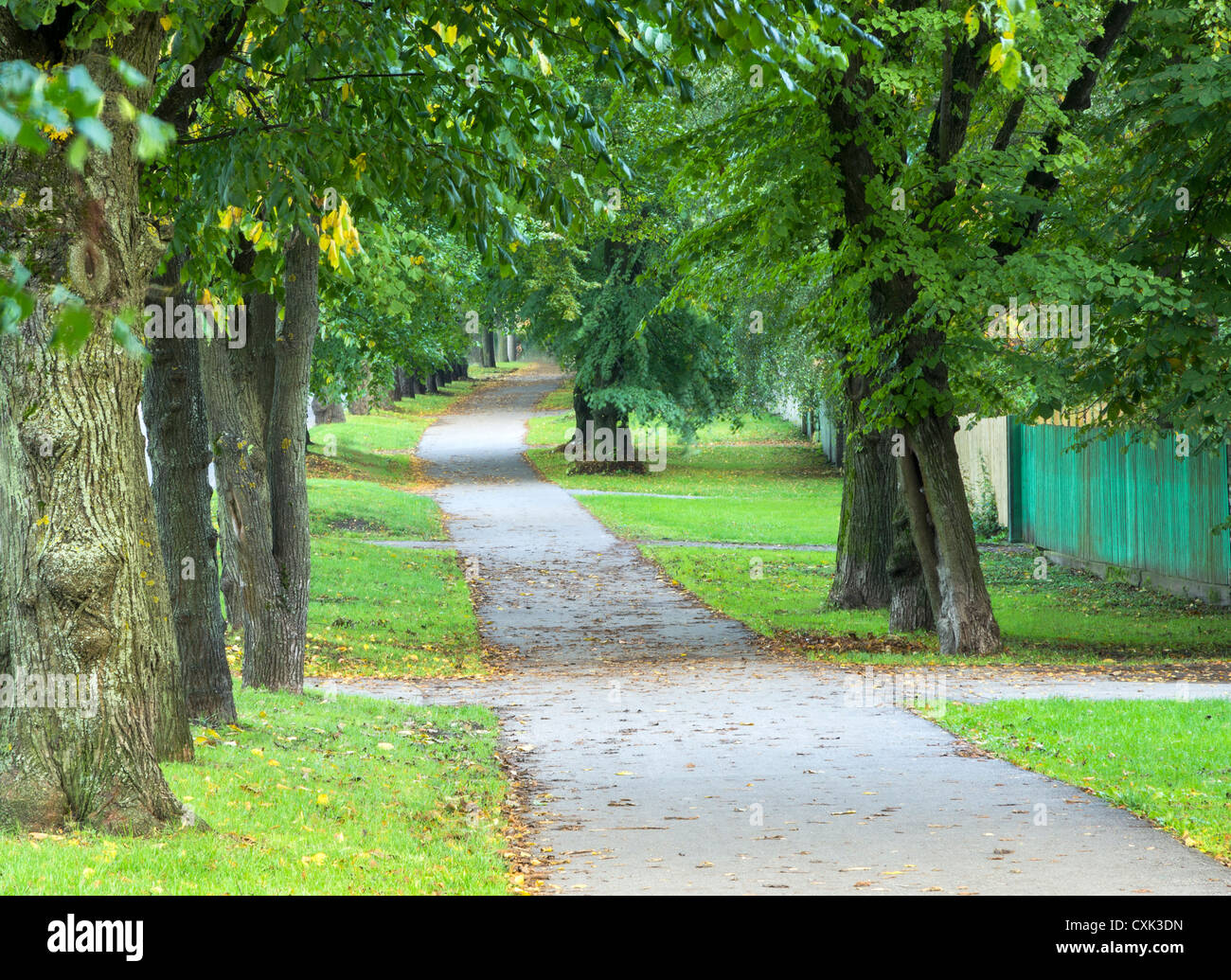 Herbst Baum Gasse mit verschwindenden Straße Stockfoto