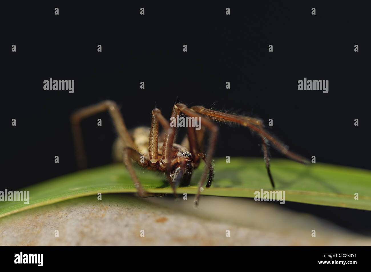 Große Winkel Spinne sitzt auf einem grünen Blatt Stockfoto