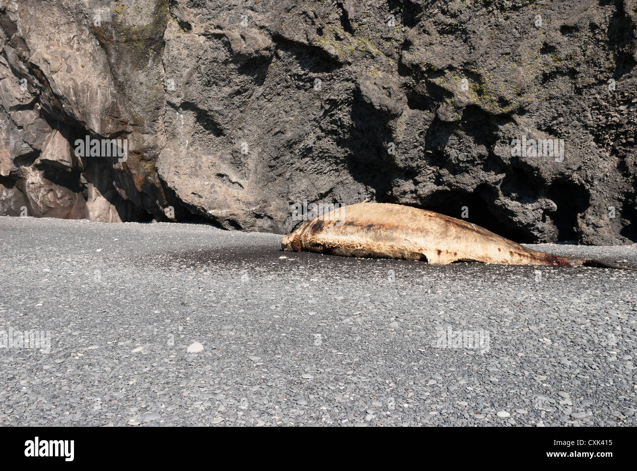 toter Wal auf den Strand von Vik in Island gestrandet Stockfoto