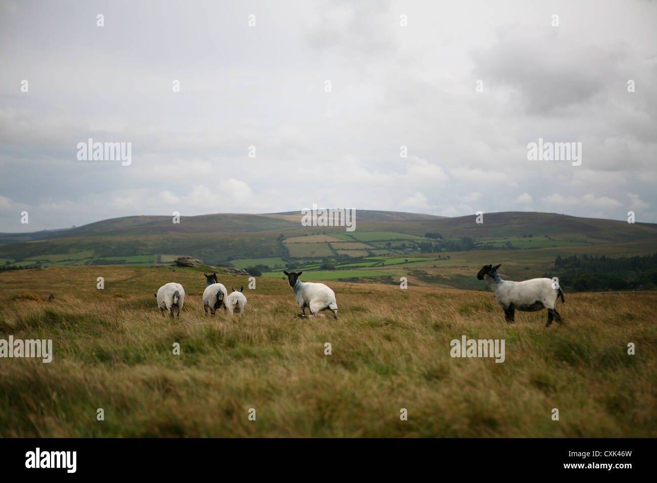 Fünf Suffolk Schafe wandern auf Dartmoor, UK Stockfoto