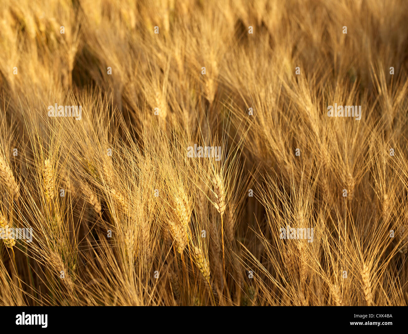 Weizenfeld bei Sonnenuntergang, Alberta, Canada Stockfoto