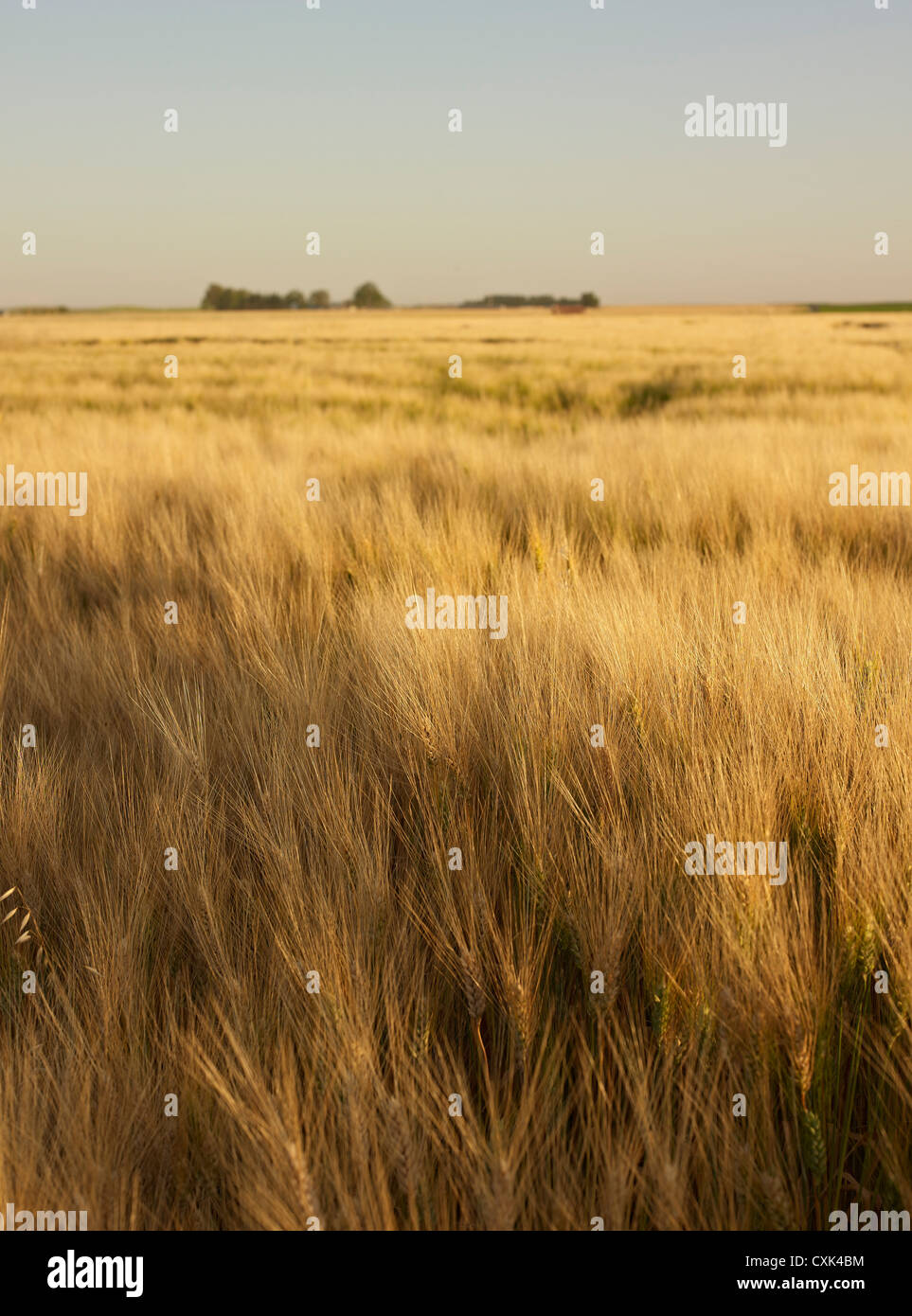 Bereich der Weizen, Alberta, Kanada Stockfoto
