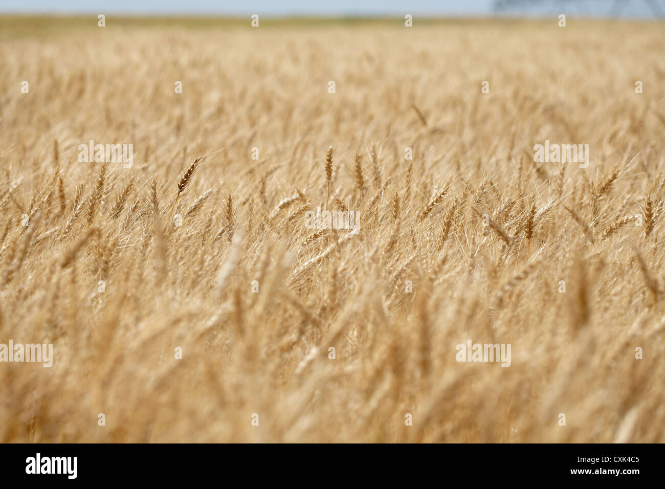 Weizen Stiele im Feld, Alberta, Canada Stockfoto