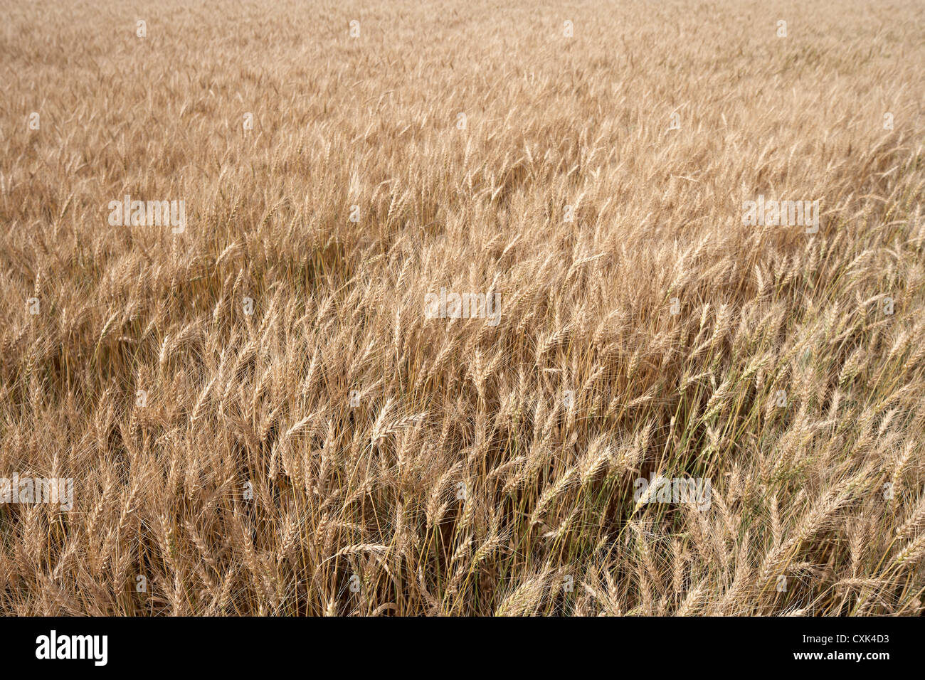 Nahaufnahme von Weizen Feld, Alberta, Kanada Stockfoto