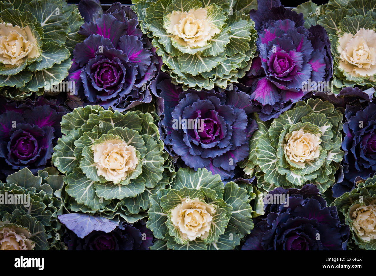 Zierkohl, Brassica oleracea, im Columbia Road Market, London zu verkaufen. Stockfoto