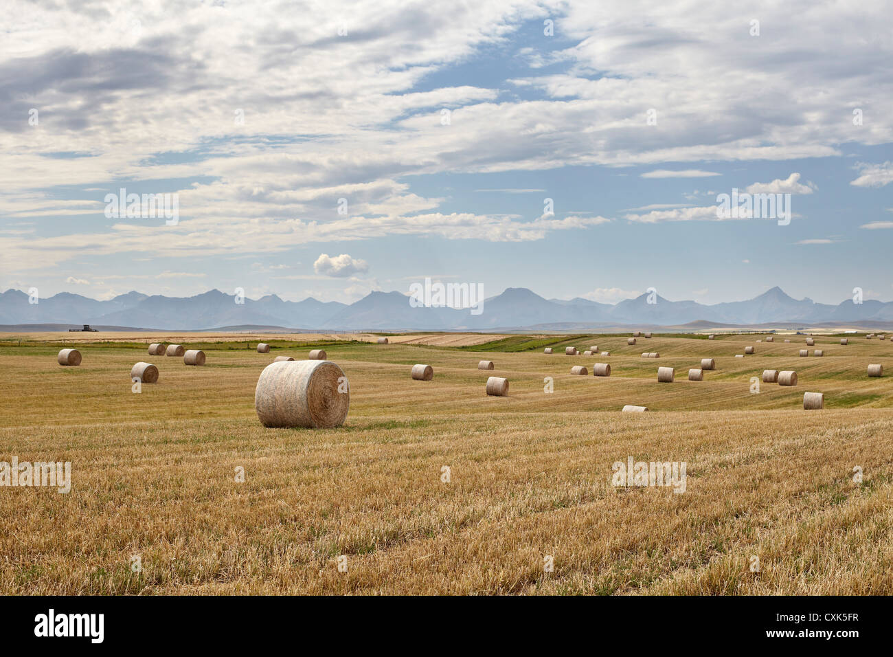 Heuballen im Weizenfeld, Rocky Mountains in Ferne, Pincher Creek, Alberta, Kanada Stockfoto