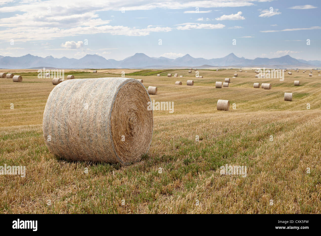 Heuballen im Weizenfeld, Rocky Mountains in Ferne, Pincher Creek, Alberta, Kanada Stockfoto