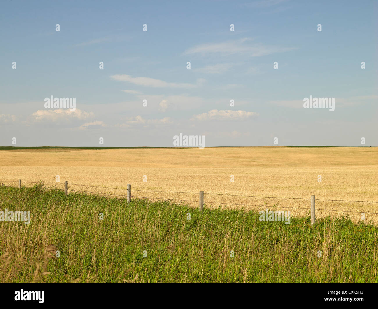 Weizenfeld erntereif, Pincher Creek, Alberta, Kanada Stockfoto