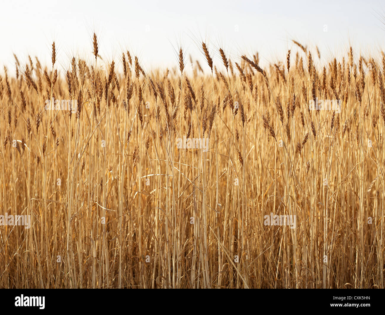 Nahaufnahme des gereiften Weizen Stiele im Feld, Pincher Creek, Alberta, Kanada Stockfoto