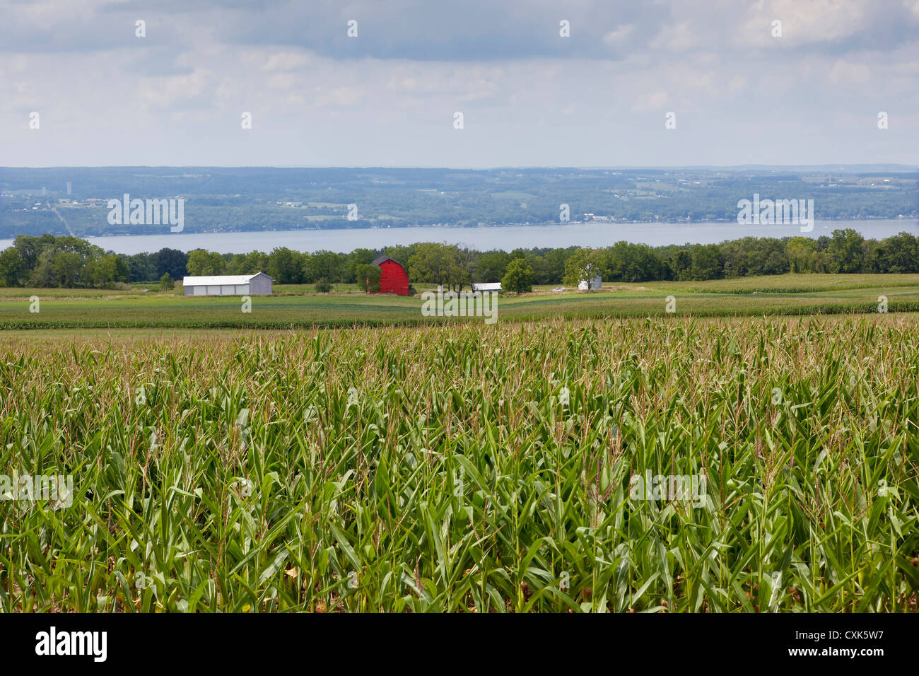 Reifer Mais Feld, Region der Finger Lakes, New York State Stockfoto