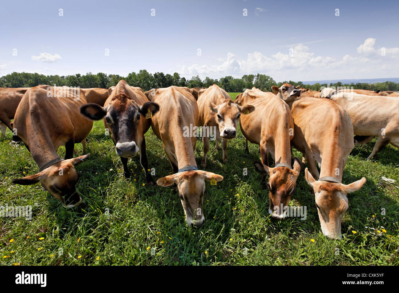 Weidesaison Jersey Kühe, Upstate New York State Stockfoto