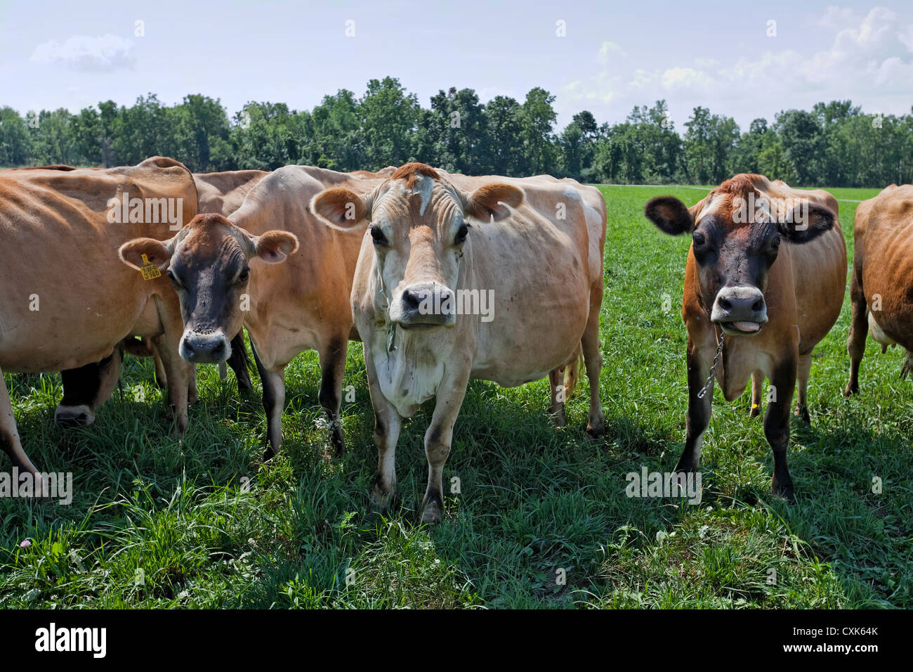 Weidesaison Jersey Kühe, Upstate New York State Stockfoto