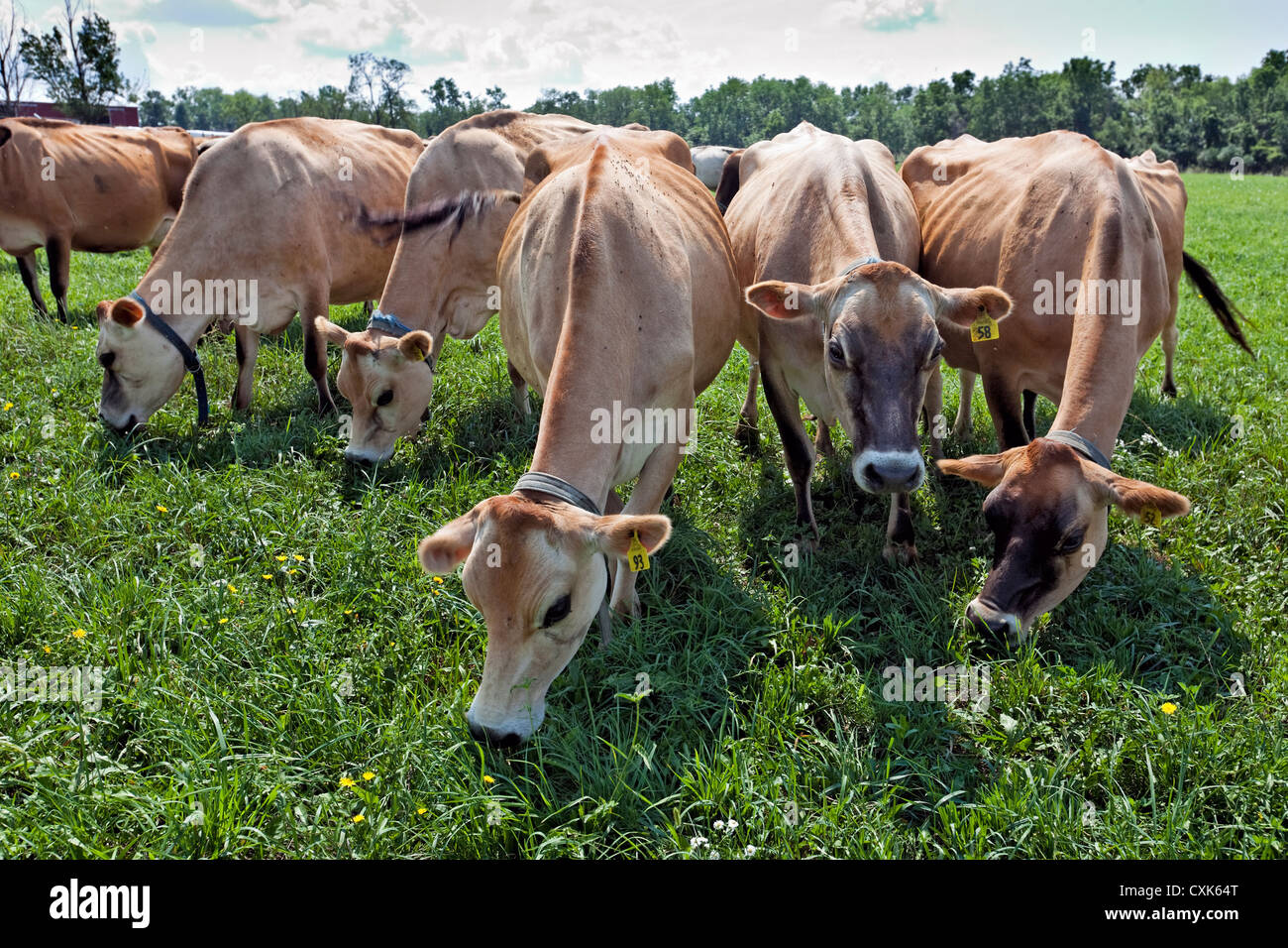 Weidesaison Jersey Kühe, Upstate New York State Stockfoto