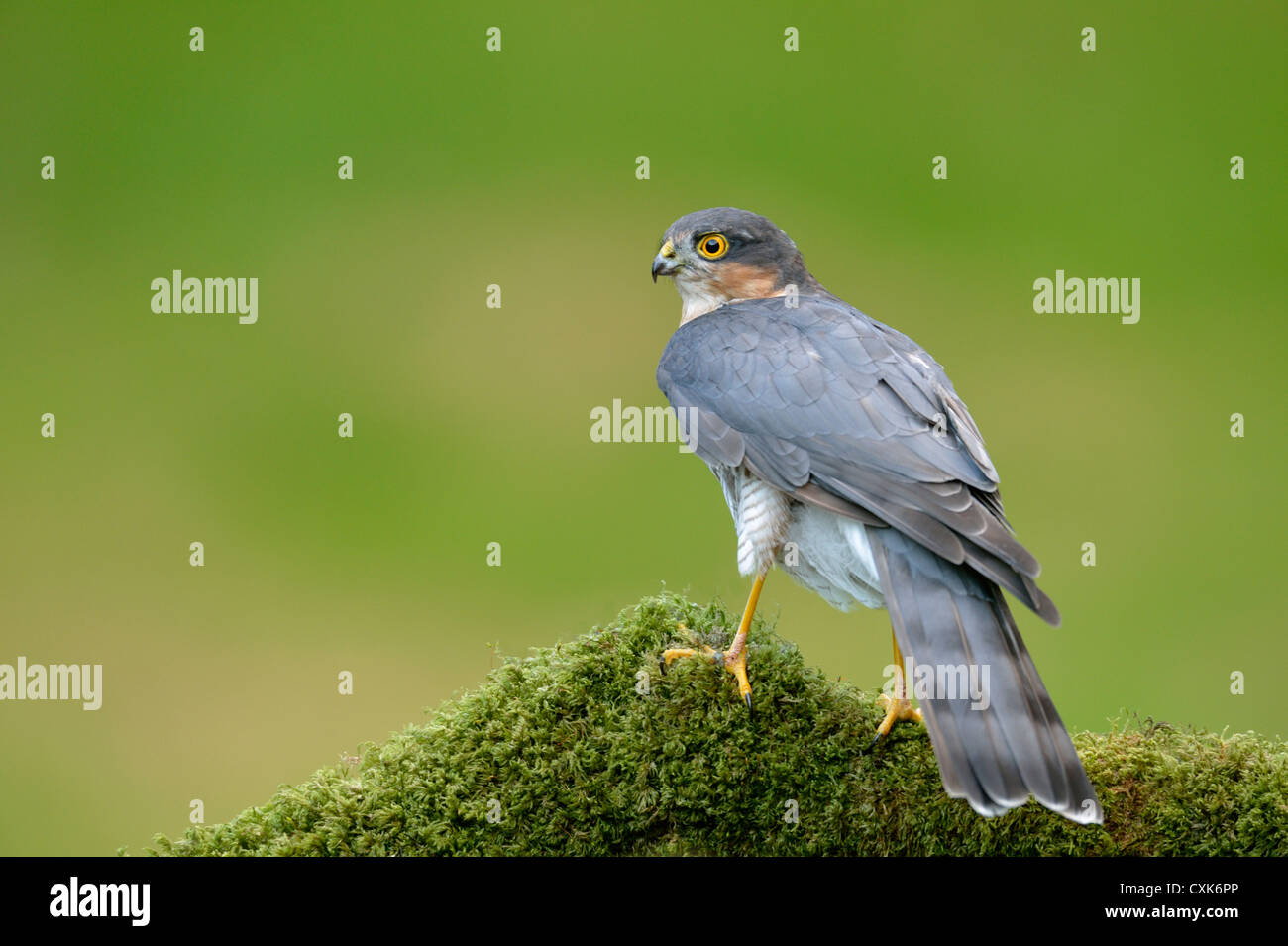 Sperber (Accipiter Nisus) in freier Wildbahn Stockfoto