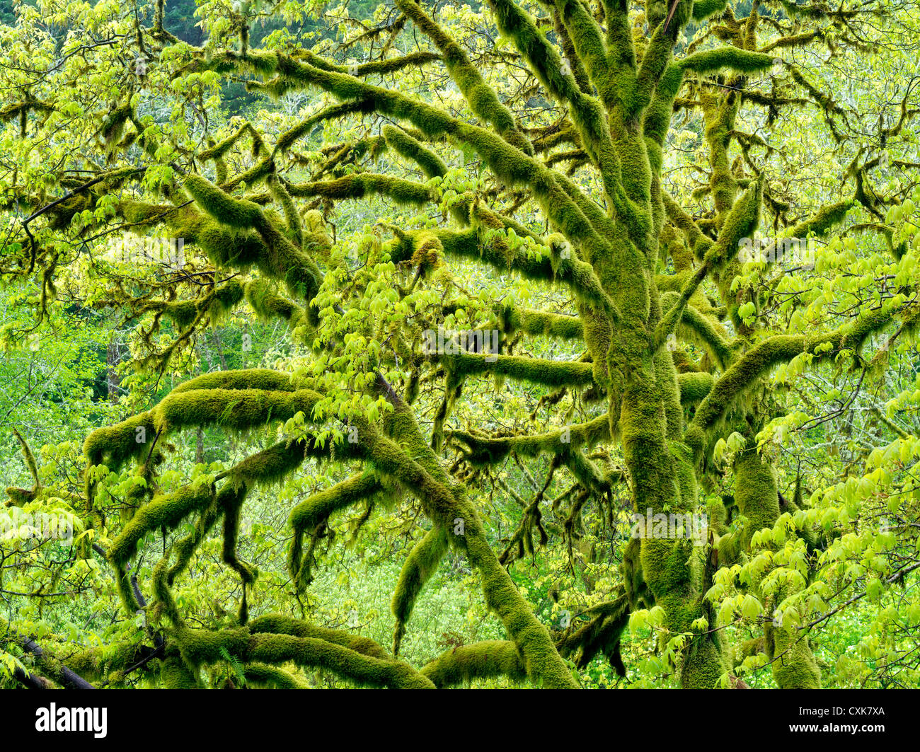 Großes Blatt Ahornbaum mit Moos und neues Wachstum. Oregon Küste reichen. Stockfoto