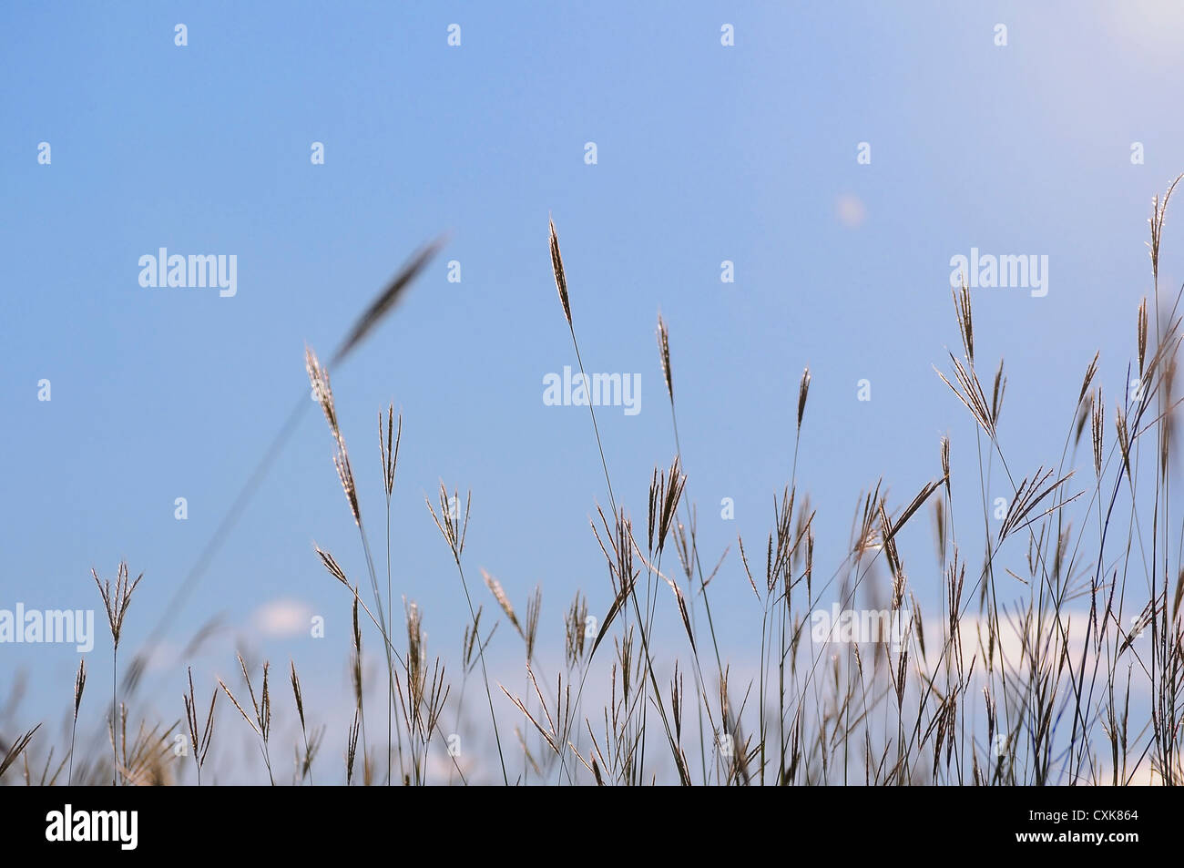 Grass, blauer Himmel Stockfoto