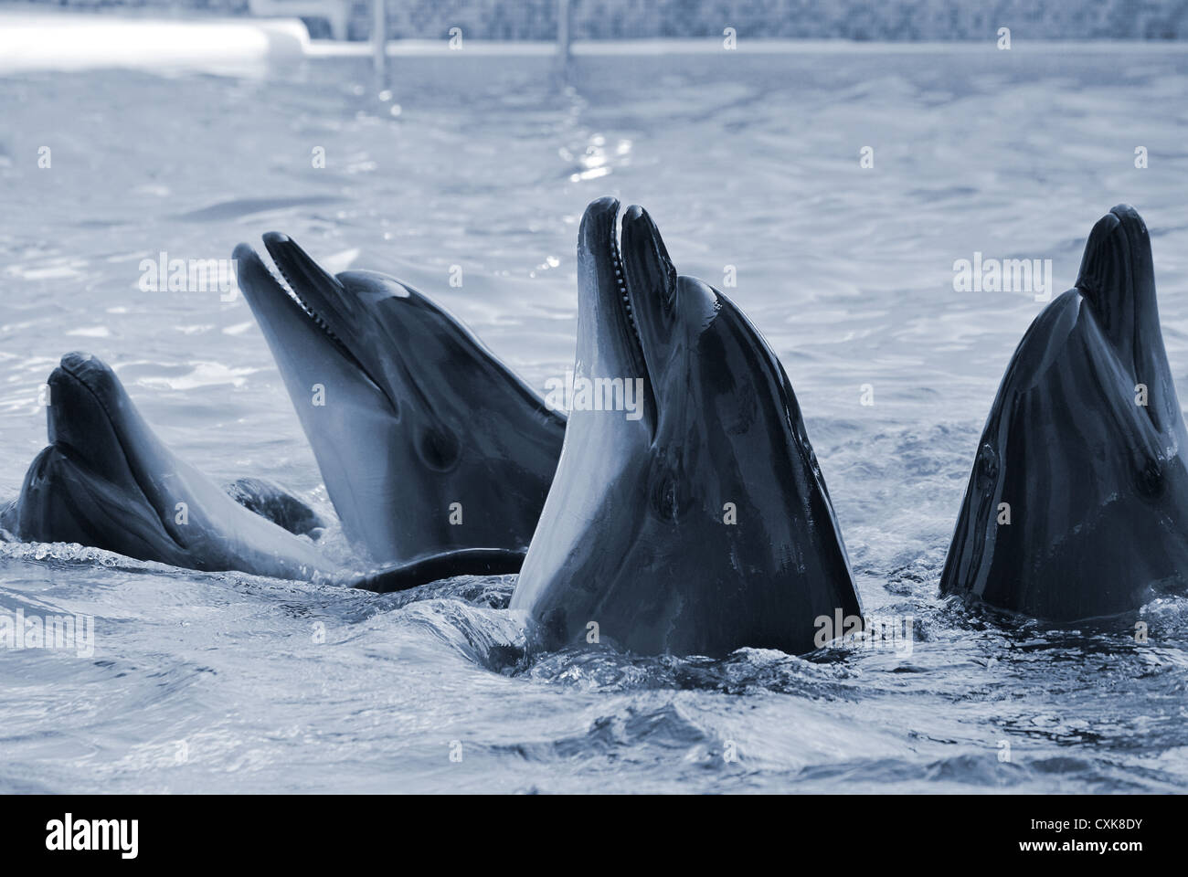 Die Flasche – Nosed Delphine im Aquarium. Closeup Stockfoto