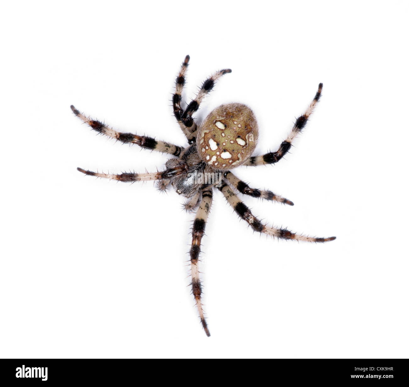 Spinne auf weißem Hintergrund Stockfoto