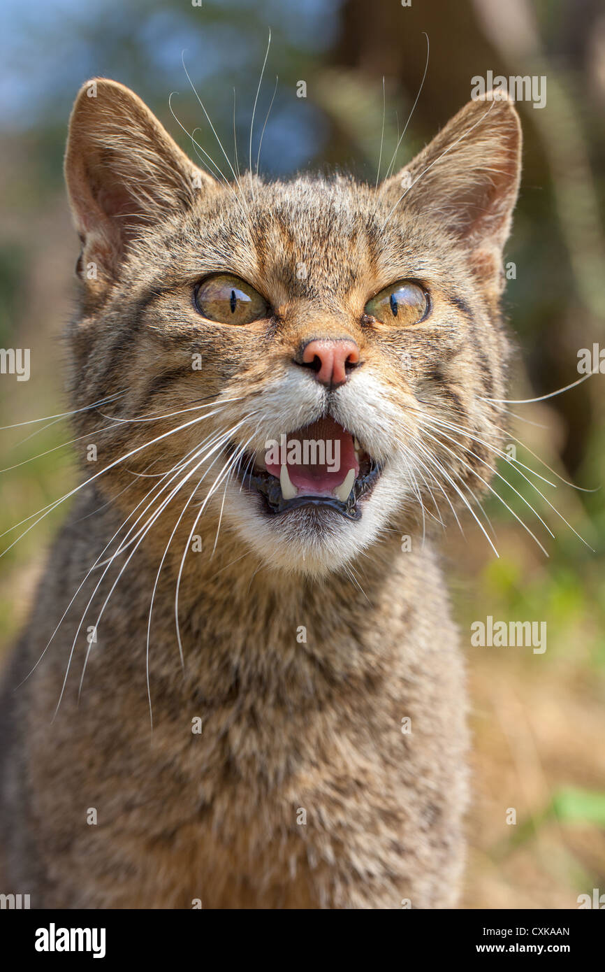 Nahaufnahme einer schottischen Wildkatze Katze (Felis Silvestri) zeigt Zähne und knurrend, Vorderansicht Stockfoto
