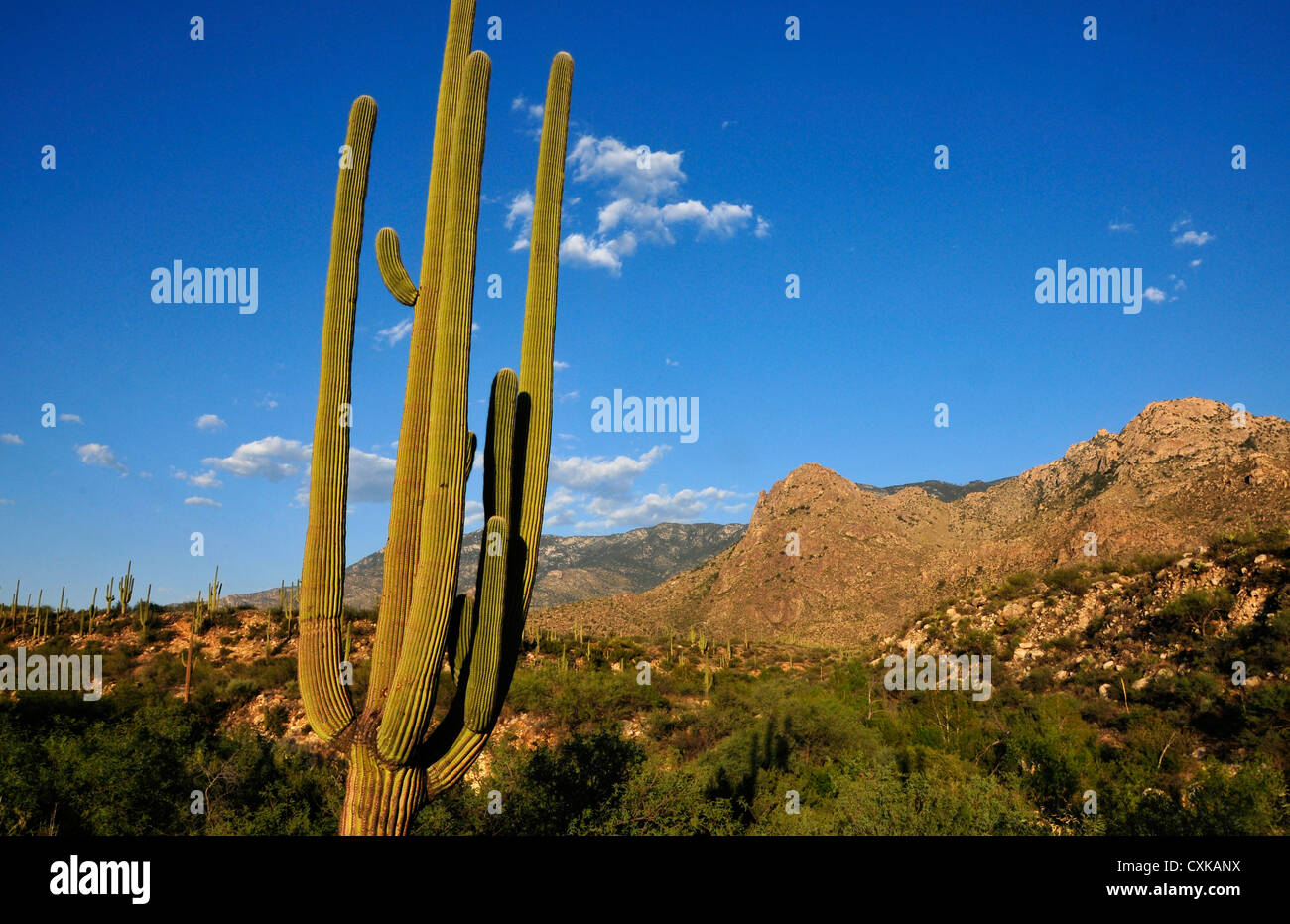 Catalina State Park liegt in den Ausläufern der Coronado National Forest, Santa Catalina Mountains, Tucson, Arizona, USA. Stockfoto