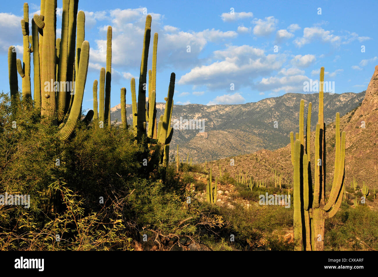 Catalina State Park liegt in den Ausläufern der Coronado National Forest, Santa Catalina Mountains, Tucson, Arizona, USA. Stockfoto