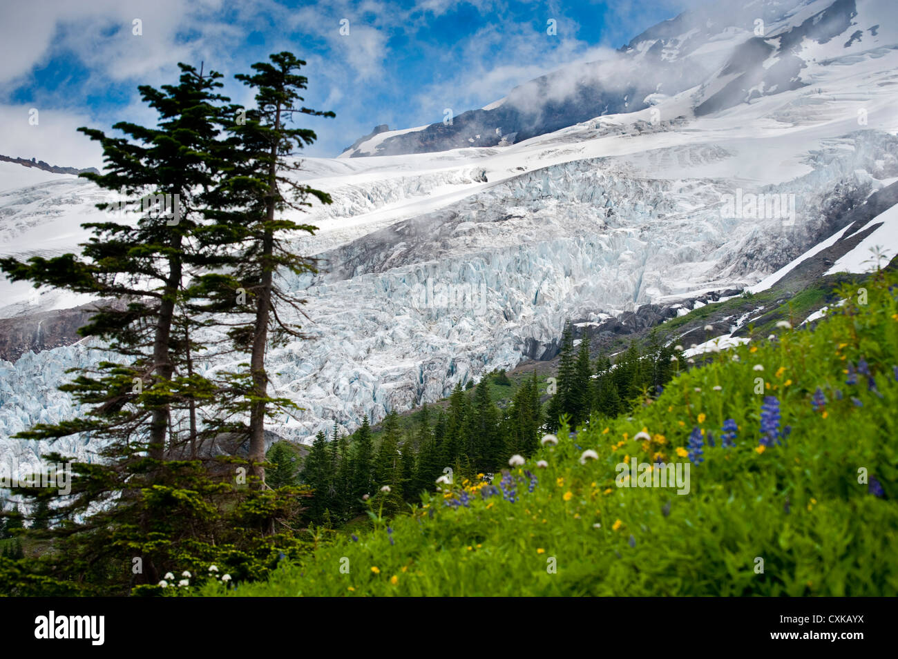 Die Coleman-Gletscher von Heliotrop Höhenweg im Mt. Baker National Forest gesehen. US-Bundesstaat Washington. Stockfoto