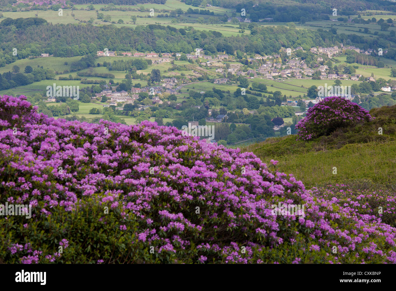 Stanton Moor, Rhododendron-Büsche mit den Derwent Tal, Derbyshire, England, UK Stockfoto