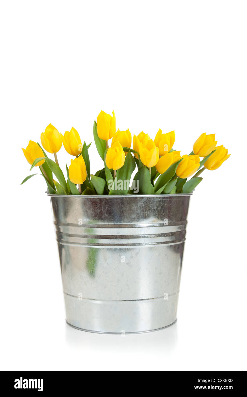 Gelbe Tulpen in einem Blecheimer auf weißem Hintergrund Stockfoto