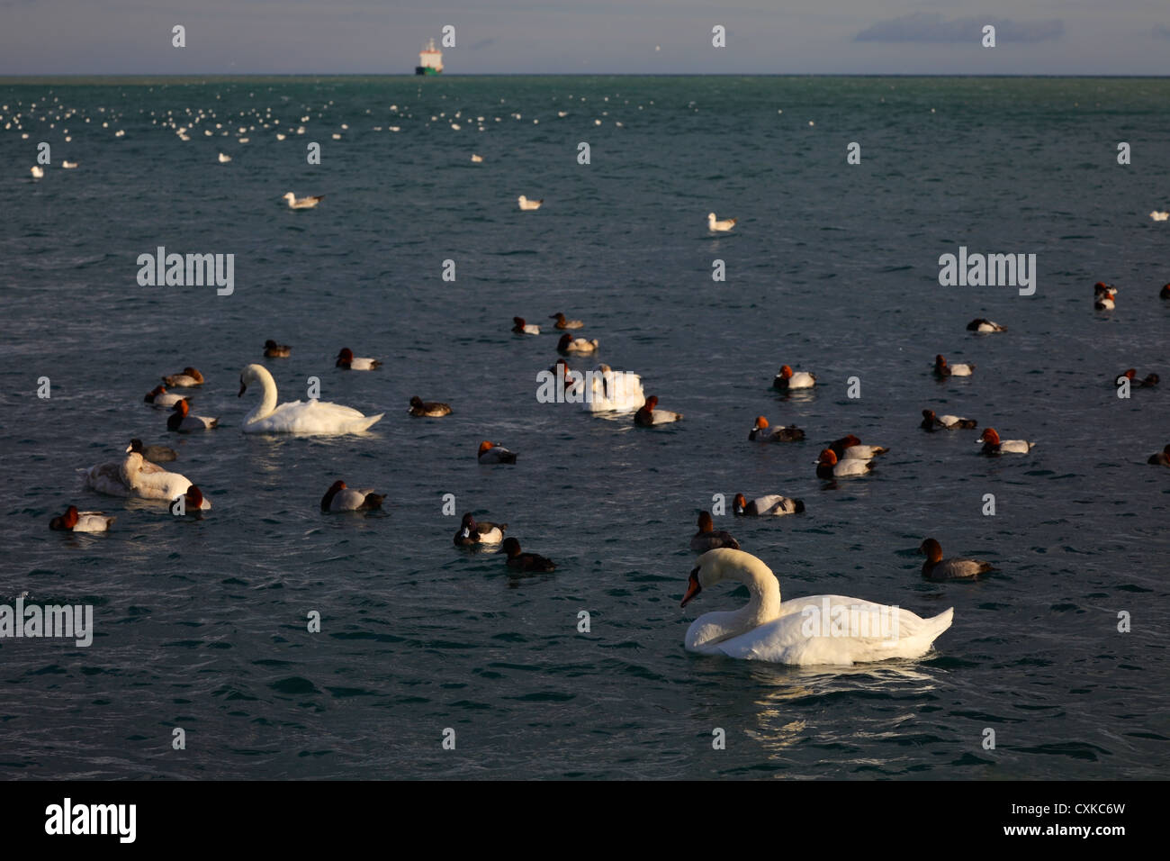 Vogelschwarm auf dem Wasser. Natur Stockfoto