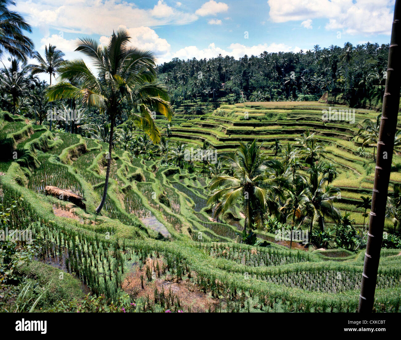 REISTERRASSEN, BALI, INDONESIEN Stockfoto