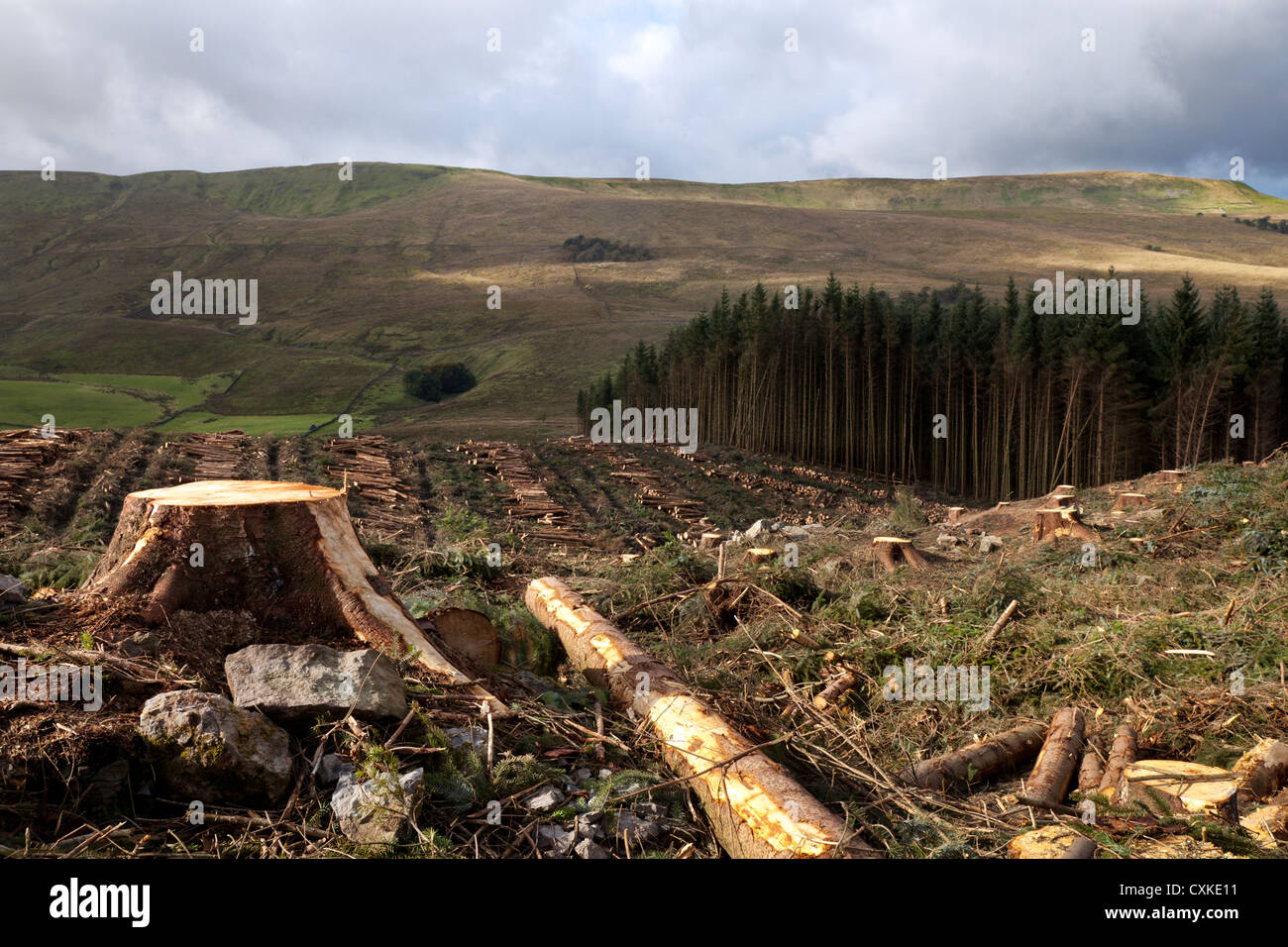 Holzindustrie der Einschlag von kommerziellen Nadelwälder in Widdale fiel. Eine Landschaft von Geschlagenem Woodland, North Yorkshire Dales National Park. Stockfoto