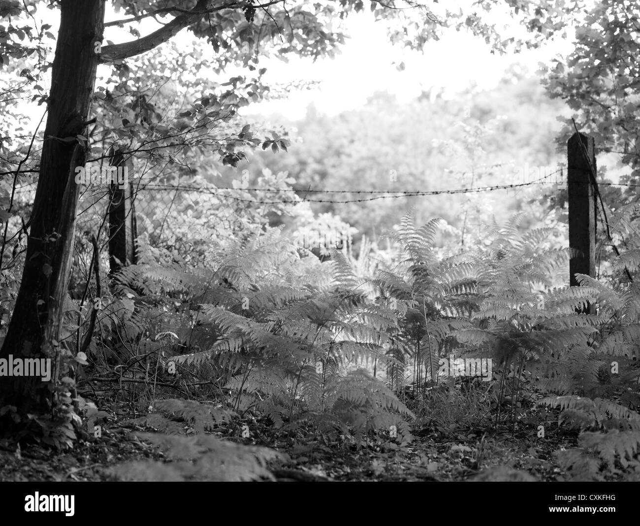 Schöne flache Bild, genommen aus dem Wald, Blick auf das Feld. Stockfoto