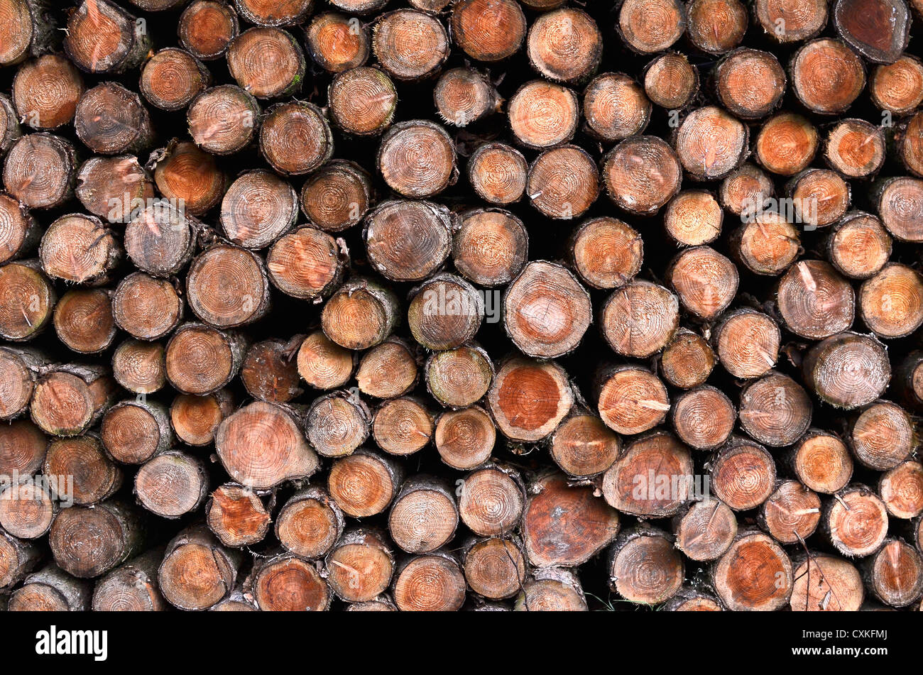 Stapel von Lauchbäumen. Breitere Ansicht. Querschnitt eines Baumstammes, Querschnitt eines Baumstammes, Baumstammringe. Metapher zur Kohlenstoffabscheidung. Stockfoto