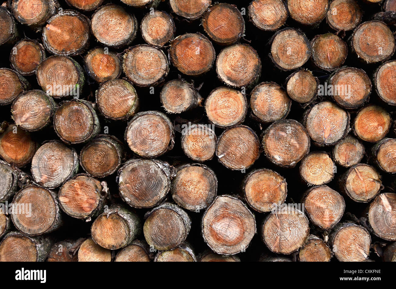 Stapel von Lauchbäumen. Querschnitt eines Baumstammes, Querschnitt eines Baumstammes, Baumstammringe. Carbon Capture Metapher, corbon Captured. Stockfoto