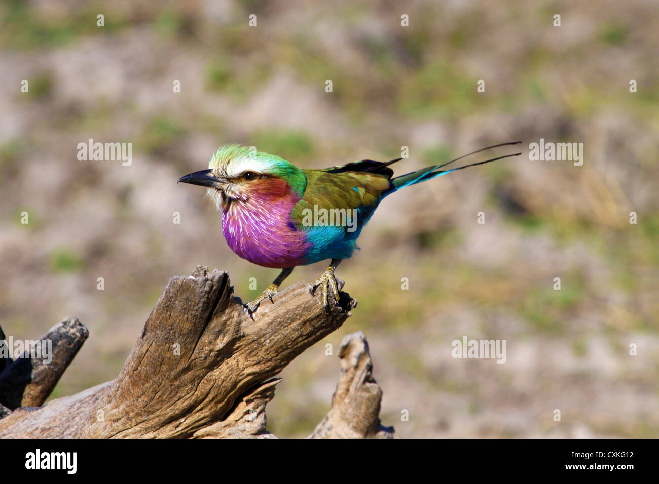 Lilac Breasted Roller (Coracias Caudata), Krüger Nationalpark, Südafrika Stockfoto