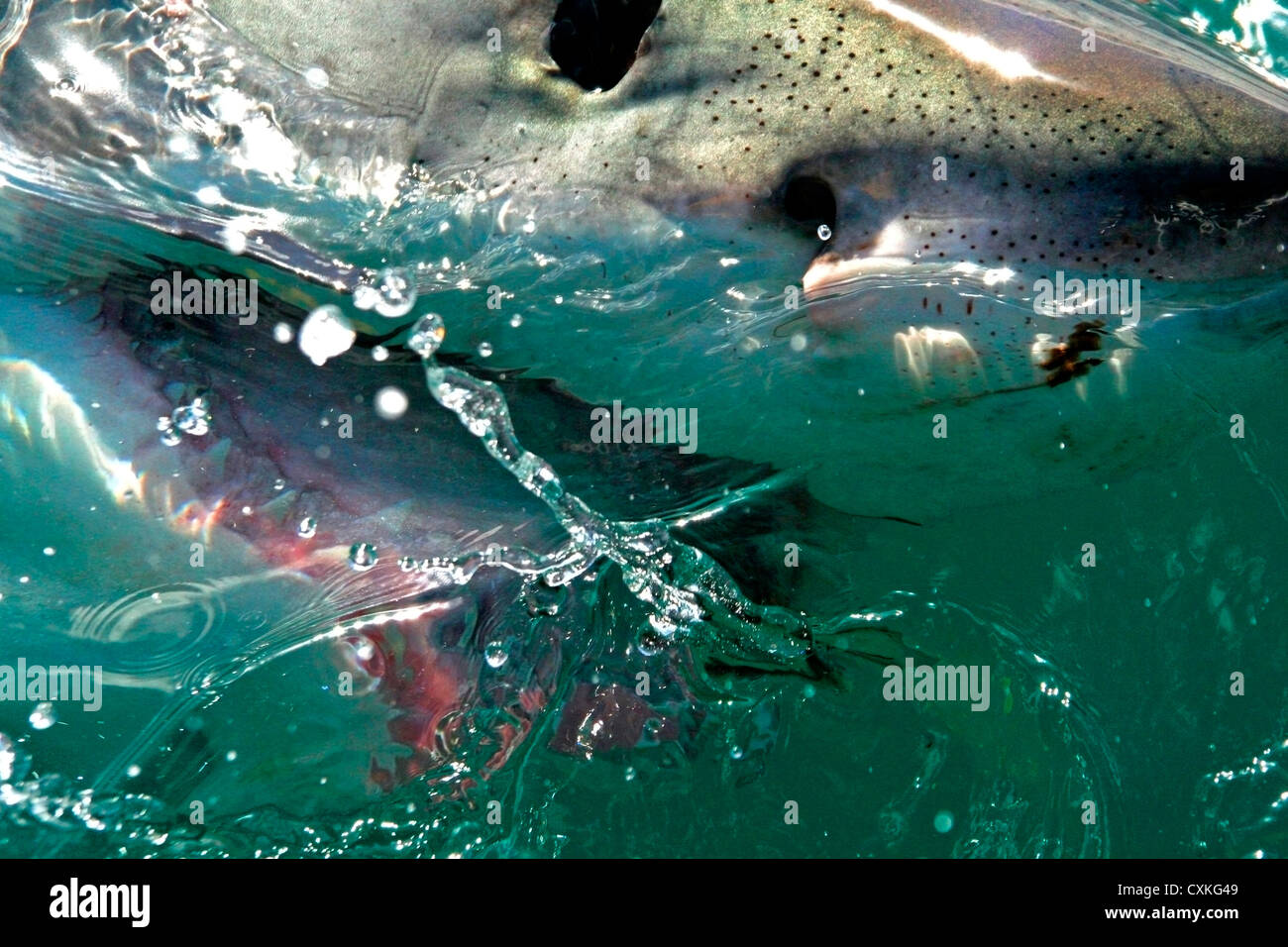 Nahaufnahme von einem großen weißen Hai (Carcharodon Carcharias) schwimmen an der Oberfläche in Kapstadt, False Bay, Südafrika Stockfoto