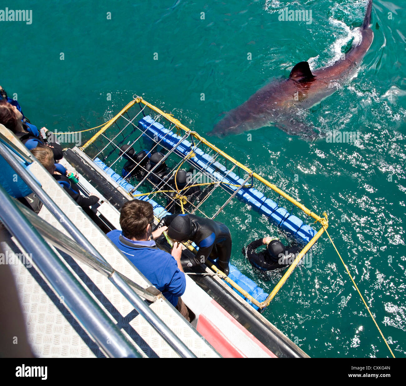 Weißer Hai (Carcharodon Carcharias) schwimmen, während Taucher, von einem Haikäfig, Capetown, False Bay, Südafrika beobachten Stockfoto