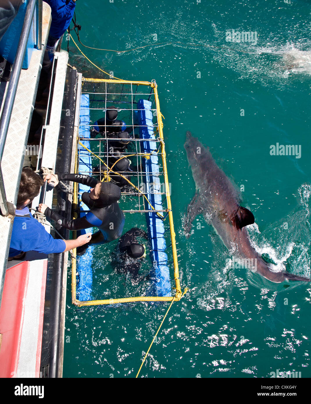 Weißer Hai (Carcharodon Carcharias) schwimmen, während Taucher von Käfig, Capetown, False Bay, Südafrika beobachten. (MR) Stockfoto