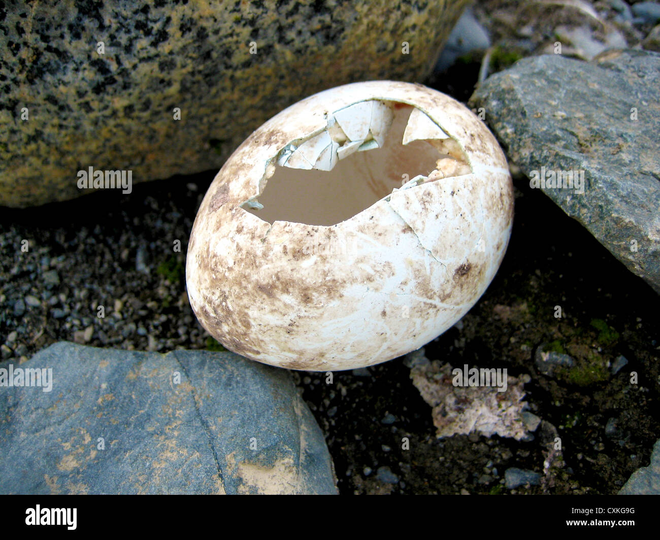 Adelie Penguin (Pygoscelis Adeliae) geschlüpft Ei in der Antarktis Stockfoto