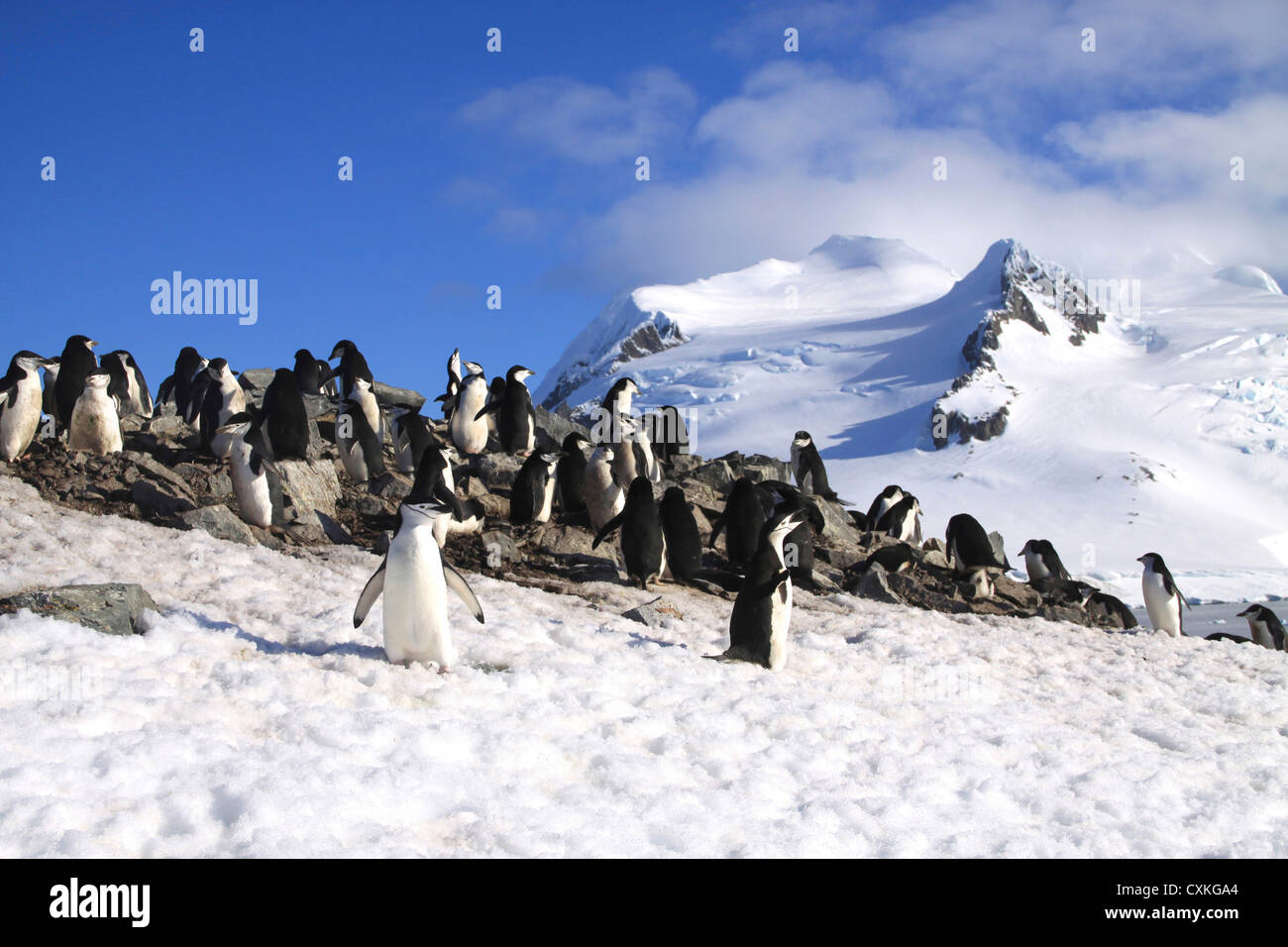 Gentoo Penguins und Küken (Pygoscelis Papua) am Rookery im Paradies Hafen, Antarktis Stockfoto