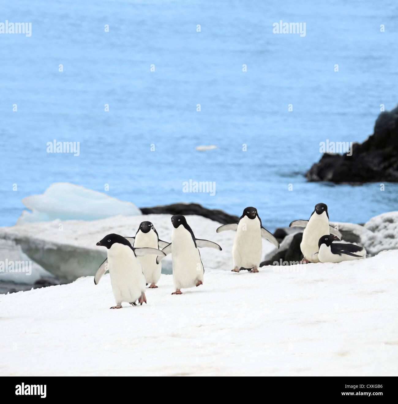 Gentoo Penguins (Pygoscelis Papua) watscheln vom arktischen Meer in Richtung ihrer Kolonie in der Nähe von Paradise Harbour, Antarktis Stockfoto
